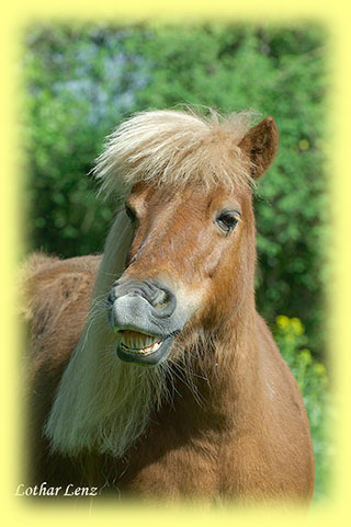 Shetlandponygestt Weiler Spaltenbild