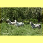 Tamara, Funny und Nadja