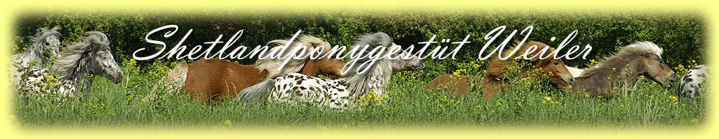 Shetlandponyzucht Weiler Kopfbild