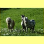 Donald, David, Mylord