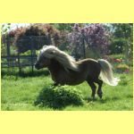 Lennard v. Stal de Duinrand