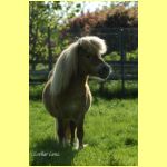 Loekie v.d. Duinrand