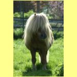 Lennard v. Stal de Duinrand